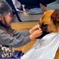 強面の大型犬が『小…