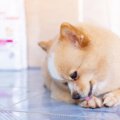 犬が『前足を舐める…