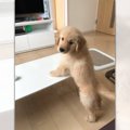 「なんでしゅか？」…