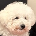 犬と一緒にレストラ…