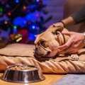 犬が『撫でられるの…