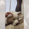 秋田犬さんの肉厚な…