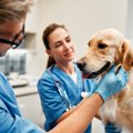犬が病院へ行くこと…