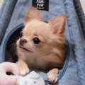 【Laylaの個別リーデ…