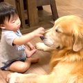 大型犬と赤ちゃんに…