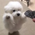 真っ白もっふもふの…
