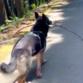 大型犬が散歩中『枝…