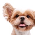 犬が反応してしまう…