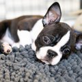 犬の口蓋裂ってどん…