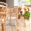 犬の『免疫力』を高…