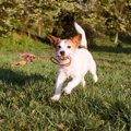 犬が散歩中に突然に…