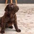 犬が叱られている時…