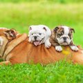 子犬とって父犬の役…