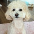 犬の気持ちをよく考…