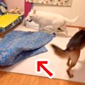 大型犬たちの前で『…