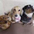 愛犬の「夜中のトイ…