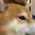 思わずペロペロ！グ…
