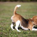 外出自粛中に犬を迎…