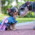 犬に洋服を着せるべ…