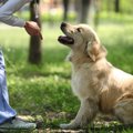 犬に『呼び戻し』を…