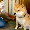 子犬の存在を受け入…