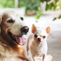 愛犬を他の犬と交流…