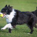 運動神経抜群な犬種…
