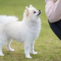 犬におやつを与える…