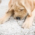 犬が『カーペットを…