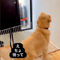 パパが出張に行って…