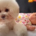 赤ちゃんが『犬と一…