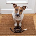 全犬にオススメ！『…
