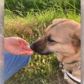 【話題】『散歩でよ…