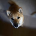 犬の『突然死』を招…