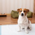 【獣医師執筆】犬の…