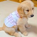 『こんな可愛い洋服…