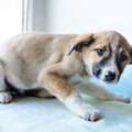 やってるかも…？犬に…