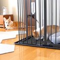 子犬と先輩犬が『は…