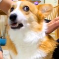 犬の前で『父が母を…