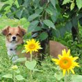 犬も死亡届が必要？…