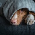 犬が地震前に見せる…