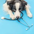 犬が病院を嫌がる…ス…
