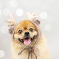 犬とクリスマスを楽…