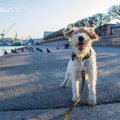 犬の散歩は毎回違う…