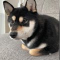 柴犬が『おててを隠…