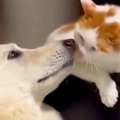 相思相愛な『大型犬…