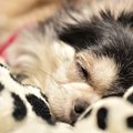 愛犬の『後追い行動…
