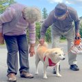 老犬が『おじいちゃ…