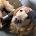 僕に免じて…息子をか…