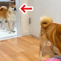 犬と遊んでいたら、…